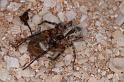 Phryganoporus_canididus_D3609_Z_88_Hamelin pool_Australie